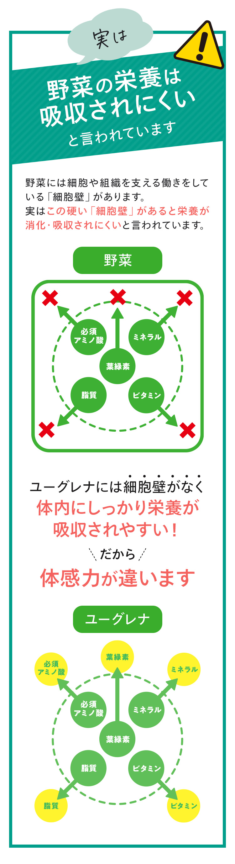 実は野菜の栄養は吸収されにくいと言われています。ユーグレナには細胞壁がなく体内にしっかり栄養が吸収されにくい！だから体感力が違います。