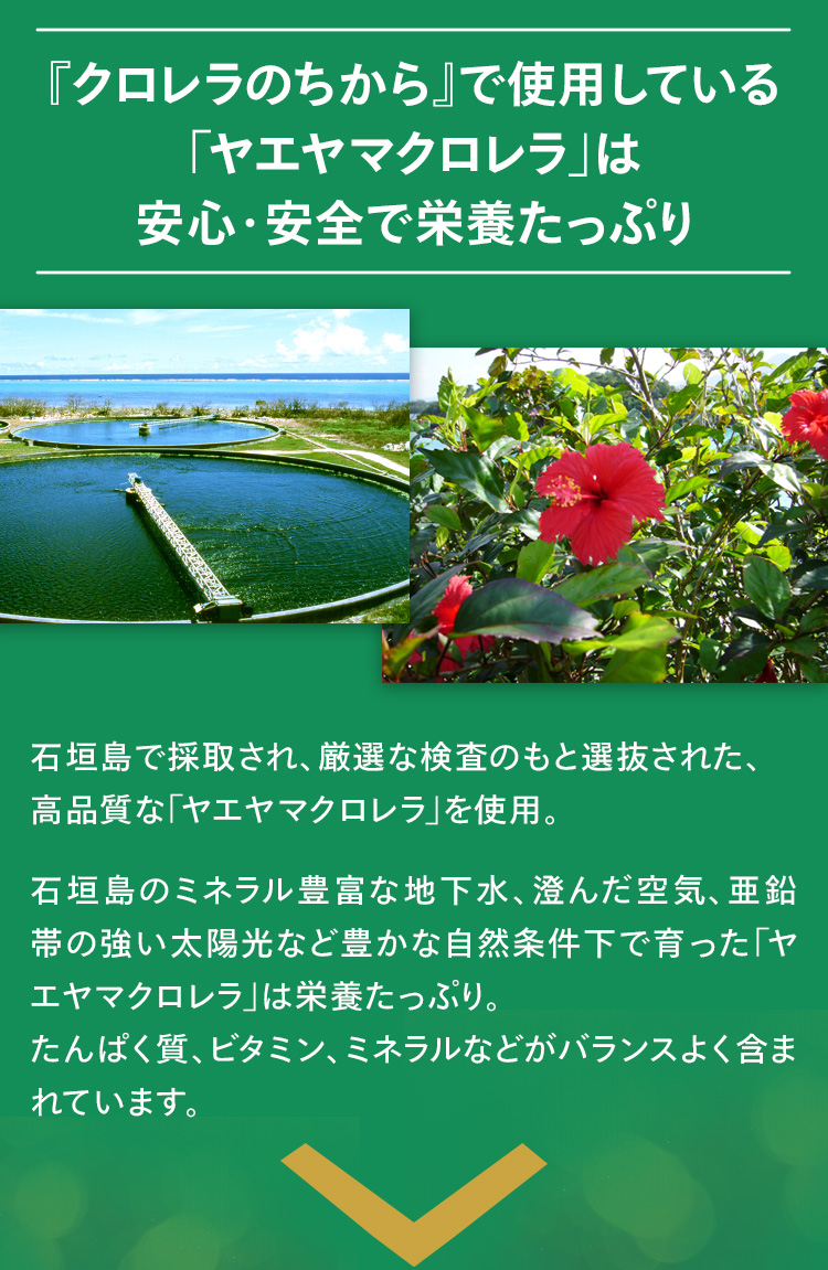 「クロレラのちから」で使用している「ヤエヤマクロレラ」は安心・安全で栄養たっぷり