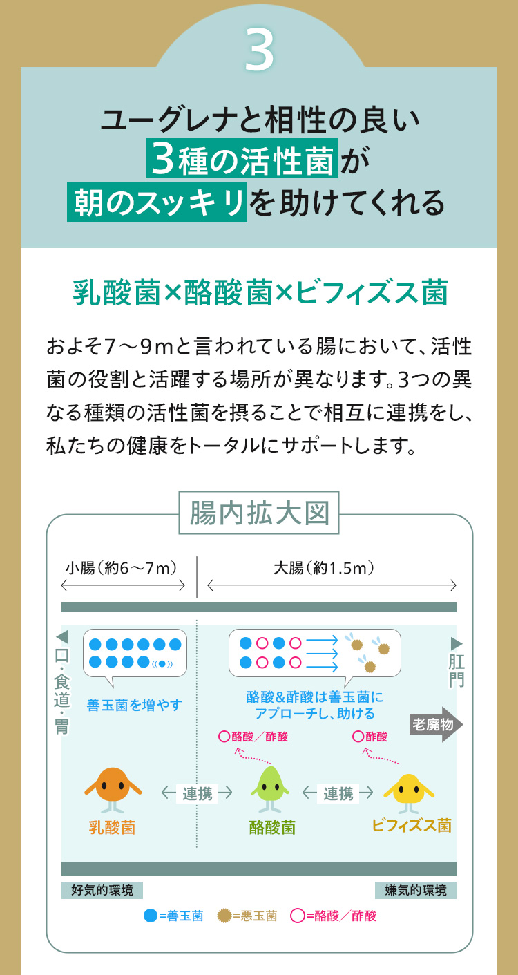 【おすすめの理由3】ユーグレナと相性の良い3つの活性菌が朝のスッキリを助けてくれる